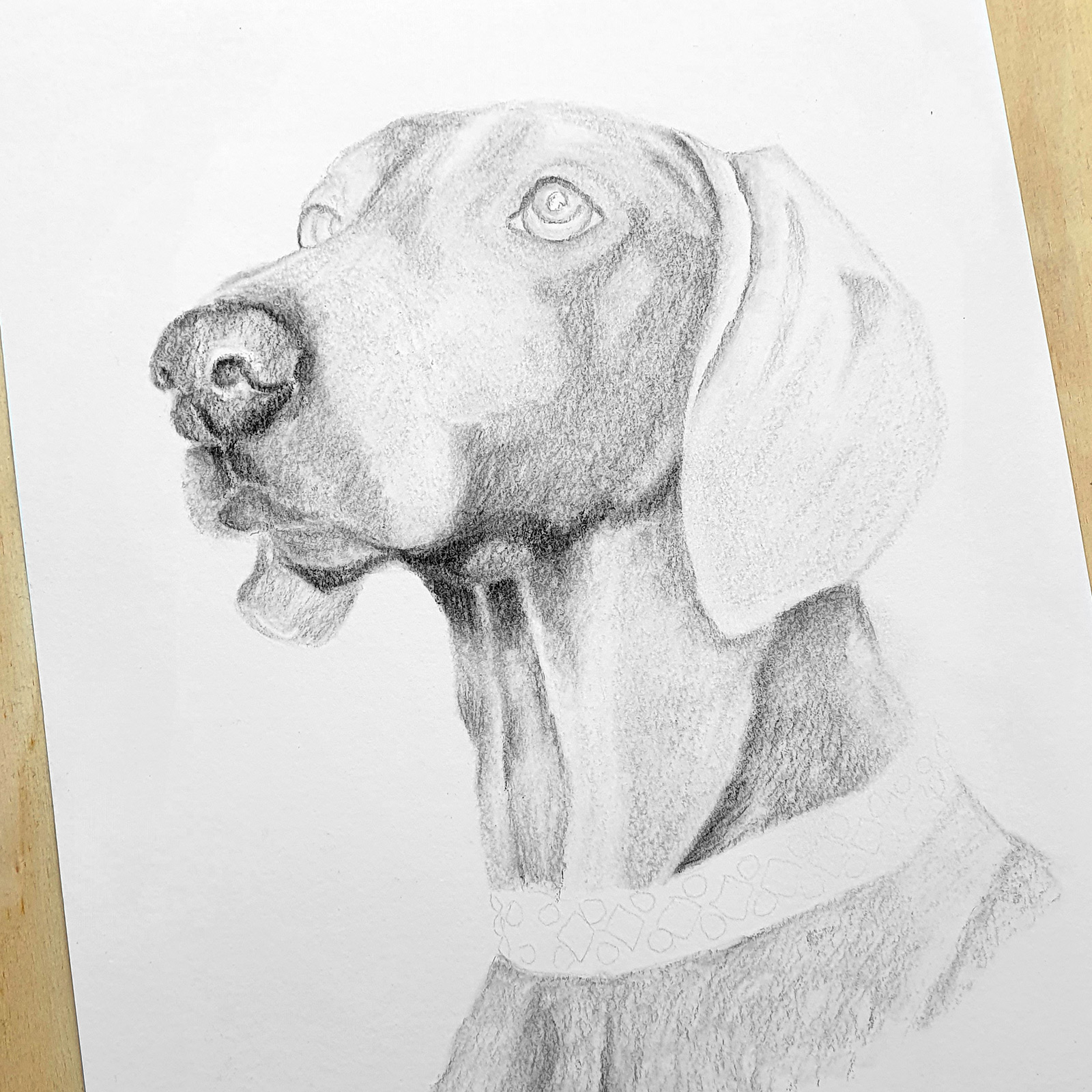 Preliminary drawing of a dog portrait