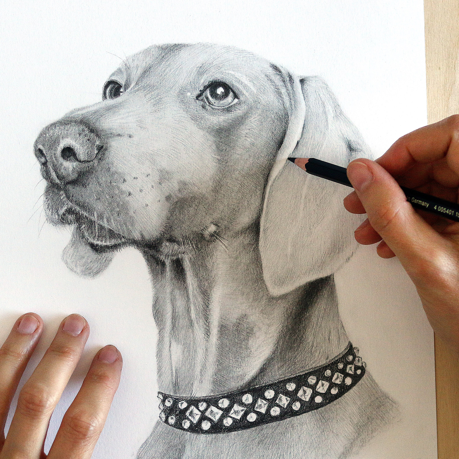 Drawing process of a dog portrait